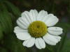 Feverfew (Tanacetum partenium)
