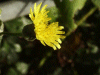 Marsh Hawksbeard (Crepis paludosa)