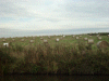 Harvested hay bales near Moore Village
