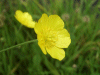 Meadow Buttercup (Ranunculus acris)