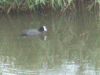One of a pair of coots on the Bridgewater Canal