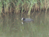Other of a pair of coots on the Bridgewater Canal