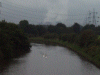 Swans and signets on the canal