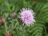 Creeping Thistle (Cirsium arvense)