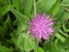 Common Knapweed (Centaurea nigri)
