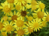 Oxford Ragwort (Senecio squalidus)