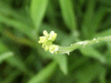 Hedge Mustard (Sisymbrium officinale)