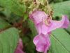 Policeman's Helmet/Himalayan Balsam (Impatiens glandulifera)