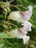 Policeman's Helmet/Himalayan Balsam (Impatiens glandulifera)