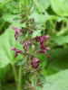 Hedge Woundwort (Stachys sylvatica)