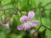 Herb-Robert (Geranium robertianum)