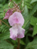 Policeman's Helmet/Himalayan Balsam (Impatiens glandulifera)