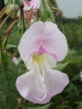 Policeman's Helmet/Himalayan Balsam (Impatiens glandulifera)