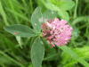 Red Clover (trefolium repens)