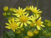 Oxford Ragwort (Senecio squalidus)