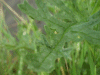 Oxford Ragwort (Senecio squalidus)