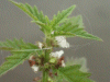 Gipsywort (Lycopus europaeus)