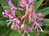 Rosebay Willowherb (Chamerion angustifolium)