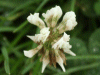 White Clover/Dutch Clover (Trifolium repens)