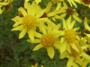 Oxford Ragwort (Senecio squalidus)