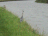 Heron