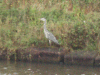 Heron