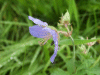 Meadow Cranesbill (Geranium pratense)