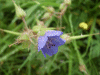 Meadow Cranesbill (Geranium pratense)