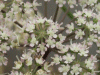 Wild Angelica (Angelica sylvestris)