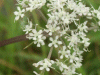 Wild Angelica (Angelica sylvestris)