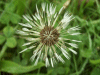 Dandelion seedhead