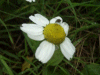 Scentless Mayweed (Matricaria perforata)