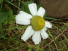 Scentless Mayweed (Matricaria perforata)