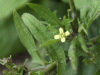 Hedge Mustard (Sisymbrium officinale)