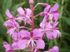 Rosebay Willowherb (Chamerion angustifolium)