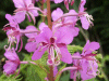 Rosebay Willowherb (Chamerion angustifolium)