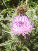 Spear Thistle (Cirsium vulgare)