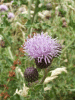 Creeping Thistle (Cirsium arvense)