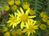 Oxford Ragwort (Senecio squalidus)