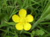 Meadow Buttercup (Ranunculus acris)