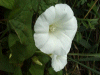 Field Bindweed (Convolvulus arvensis)