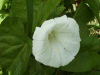 Field Bindweed (Convolvulus arvensis)