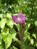 Great Willowherb (Epilobium hirsutum)