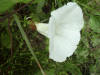 Field Bindweed (Convolvulus arvensis)