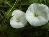 Field Bindweed (Convolvulus arvensis)