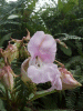 Policeman's Helmet/Himalayan Balsam (Impatiens glandulifera)