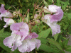 Policeman's Helmet/Himalayan Balsam (Impatiens glandulifera)