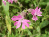 Red Campion (Silene dioica)