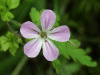Herb-Robert (Geranium robertianum)