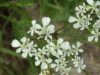 Cow Parsley (Anthriscus sylvestris)